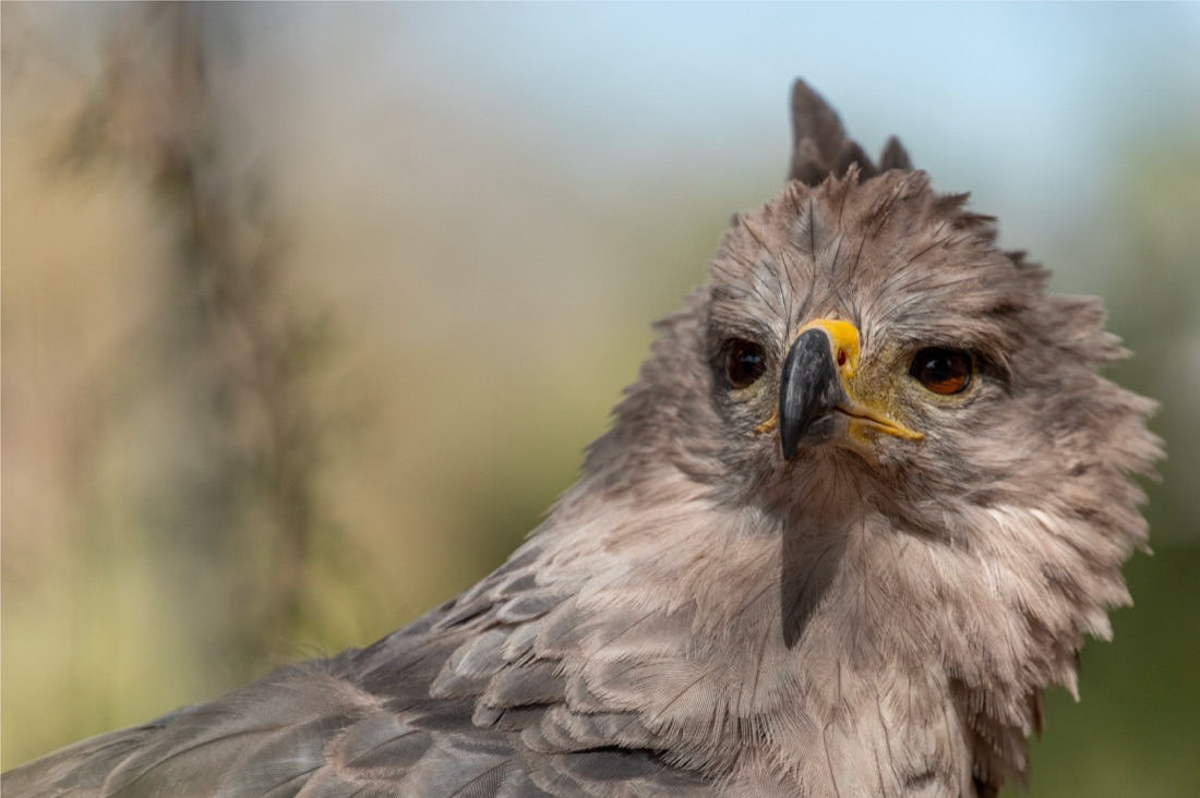 Águila