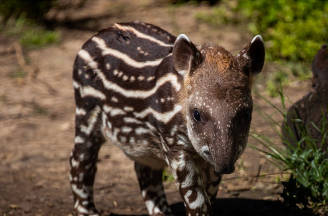Tapir